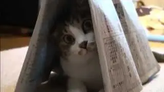 Cat in lodge / Кот в домике