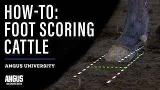 HOW-TO: FOOT SCORING CATTLE