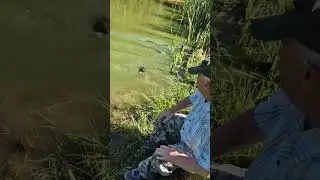 Зеркальные карпы-гиганты в нашем пруду