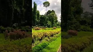 Peradeniya Botanical Garden 😍😍😍