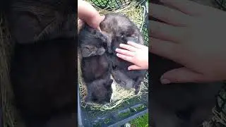 милота#злата 🦊