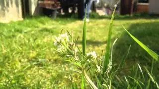 Apple iPhone5 1080p HD Depth of Field Test | High Definition Video Quality