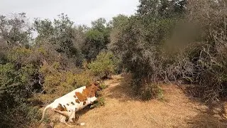 Laceadores de cerro #46