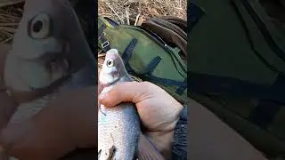 синец гигант , рыбалка на Волхове 