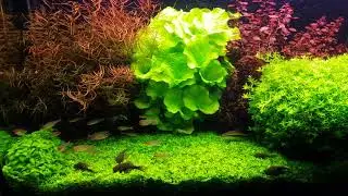 Planted Tank - Wetdream 2.0