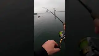 Reeling in after a snag is a mistake.