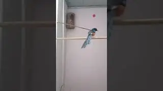 murai batu kawin di kandang..sampai mandi bareng
