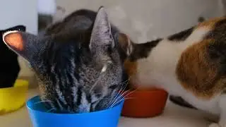 Top 5 Best Cat Food Brands 2025
