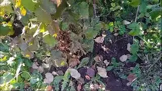 осенний уход за ежемалиной