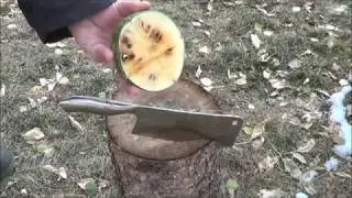 Chickens Try Watermelon