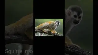 Beautiful species of monkey in the world