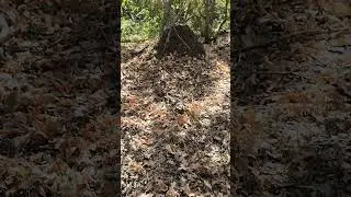 Осенний лес. Грибов нет #жизньвдеревне #farming #картошка #хутор #nature  #asmr #деревенскаяжизнь