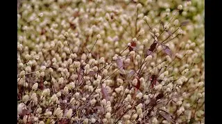 Relaxing video of flower and animals .#idukki..#nature.