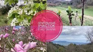 # 380 Земельный Участок В Испании. Сад. Весна. Земля В Испании.  Сельское Хозяйство Испания