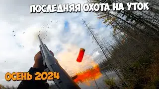 Последняя осенняя охота на уток 2024