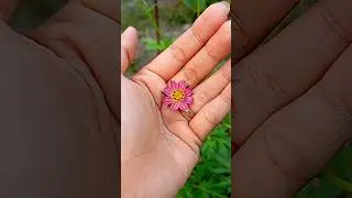 Cosmos flower #minivlog #gardening #berkebun #minigarden #cosmosflower #kenikir #slowliving #nature