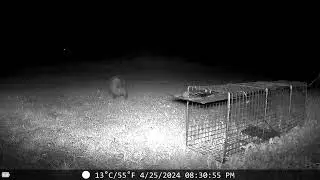 possum and cat by trap   Made with Clipchamp