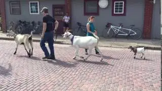 Goat races in Mystic Iowa during RAGBRAI