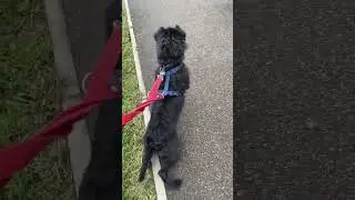 Robbie passing a tiny dachshund
