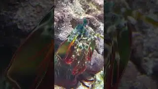 What’s the largest Mantis Shrimp ever??