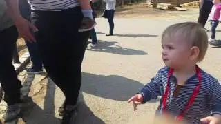 Krávy, kravy, jak si vlastně povidate...