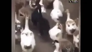 Sen misin Başka Kadınla Dans Eden