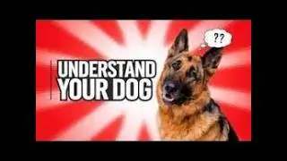 Why Are German Shepherds So Misunderstood