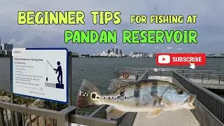 BEGINNER TIPS for fishing at Pandan Reservoir #fishinginsingapore #peacockbass