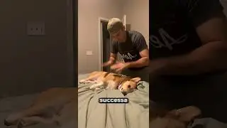 Non giocare MAI in questo modo con il tuo cane!😨