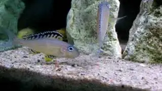 Xenotilapia papilio Tembwe - tarlo