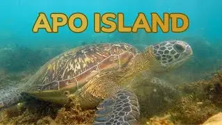 Swimming with Sea Turtles in Philippines | Apo Island