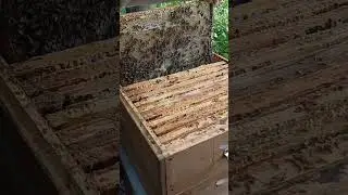 Мёд с дикоросов от СР пчелы.