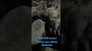 Оптом мол обзор Душанбе