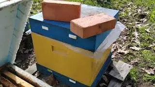 Первые отводки начал делать #пчеловодство #пчеловод #пчелы #матка