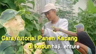 Keseruan dede ambon & lucky bastard panen kacang