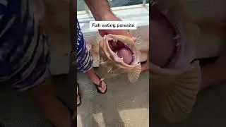 PARASITE inside fishes nostril. Nature is crazy! 