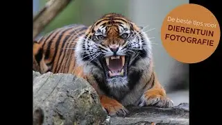 Achter de schermen: DIERENTUINFOTOGRAFIE