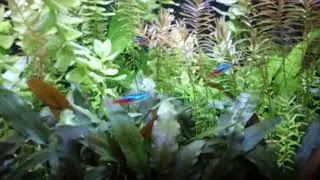 2 tanks