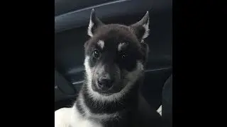 PUPPY VS MAN