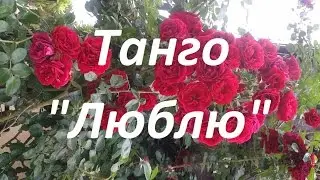 Танго "Люблю"