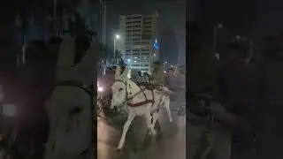 karachi donkey race ramzan 2024