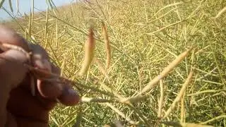 рапс чорный велетень нехочет сохнуть