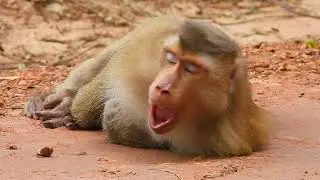 The strange monkey expressing his moods from the others