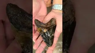 I Found The Worlds Largest Shark Tooth!