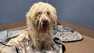 Do you think he’s ever had a bath?! 😡