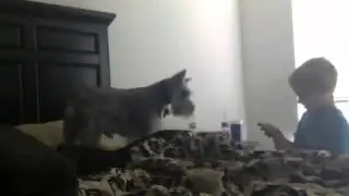 The funniest dog
