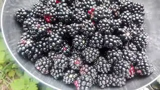 VLOG Orto Sinergico Situazionista (Luglio - Agosto 2021)