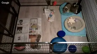 Puppycam, puppies 6 weeks old 2