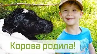 The cow gave birth!