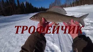 ХАРИУС! РЫБАЛКА ДЛЯ ДУШИ! ПОЙМАЛИ ТРОФЕЯ!